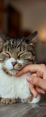 Person comforting a cat at an animal rescue