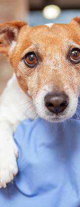 Dog being cared for at a vet clinic