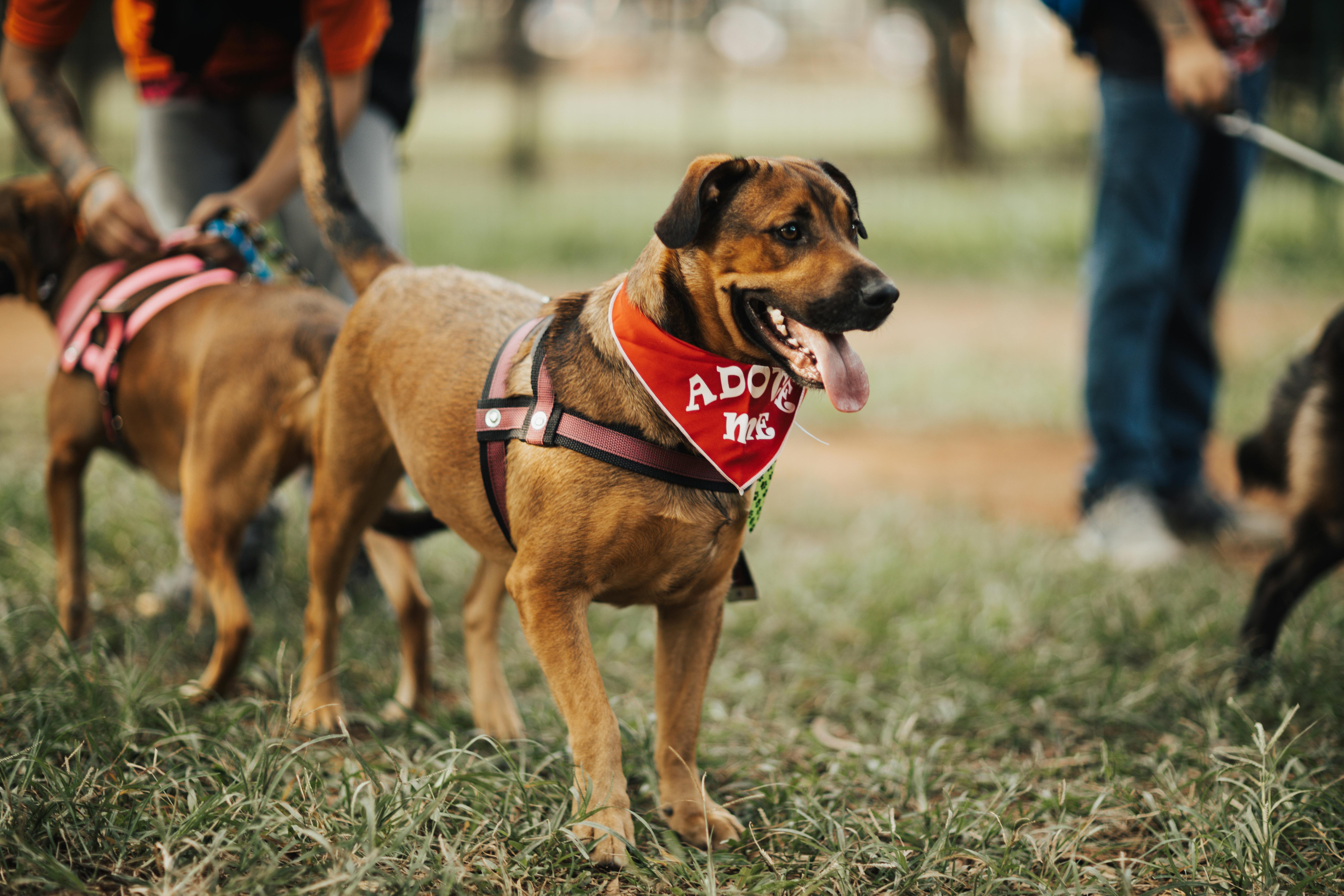 animal rescue organizations